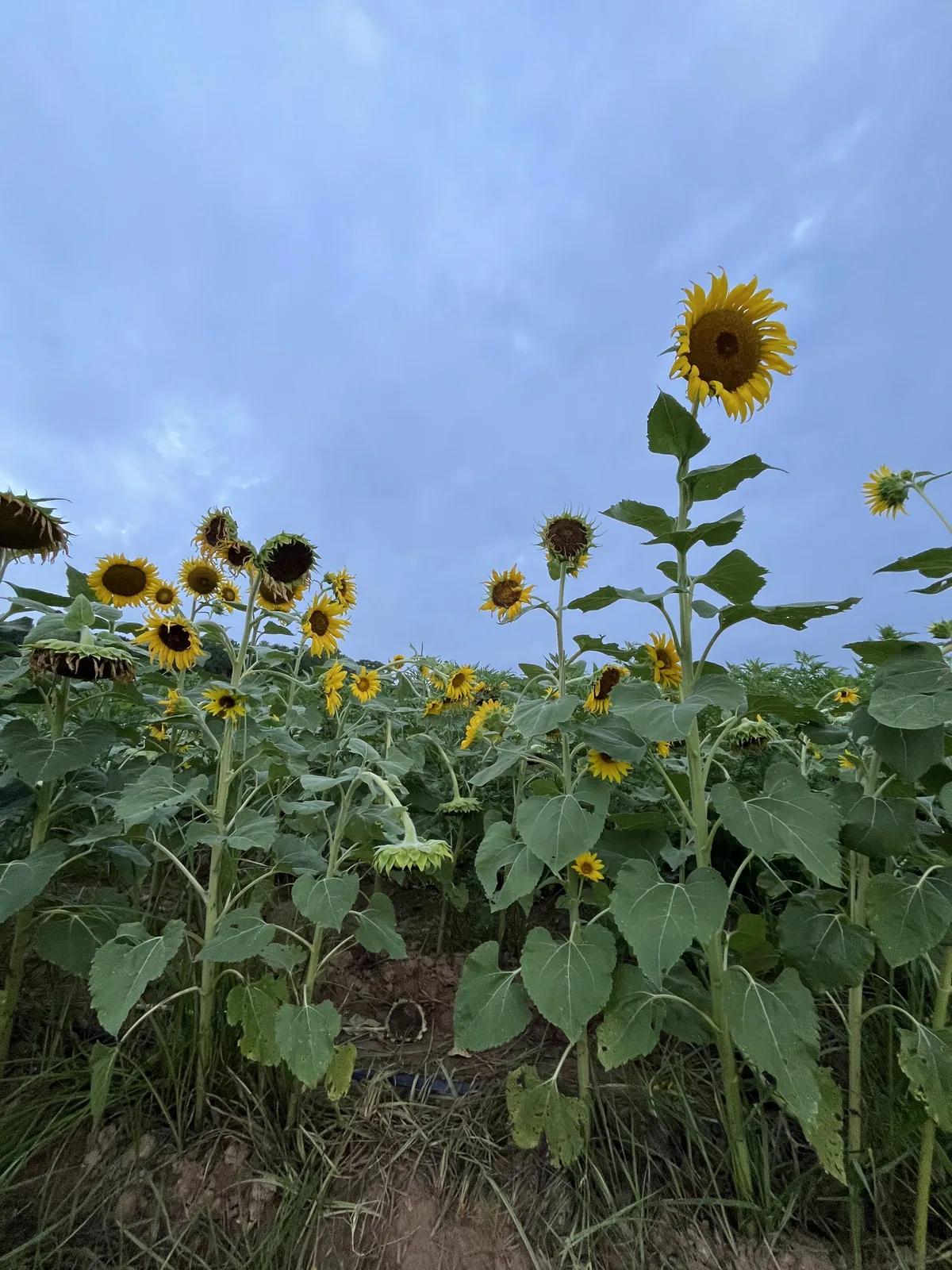 Castle perched above rolling countryside