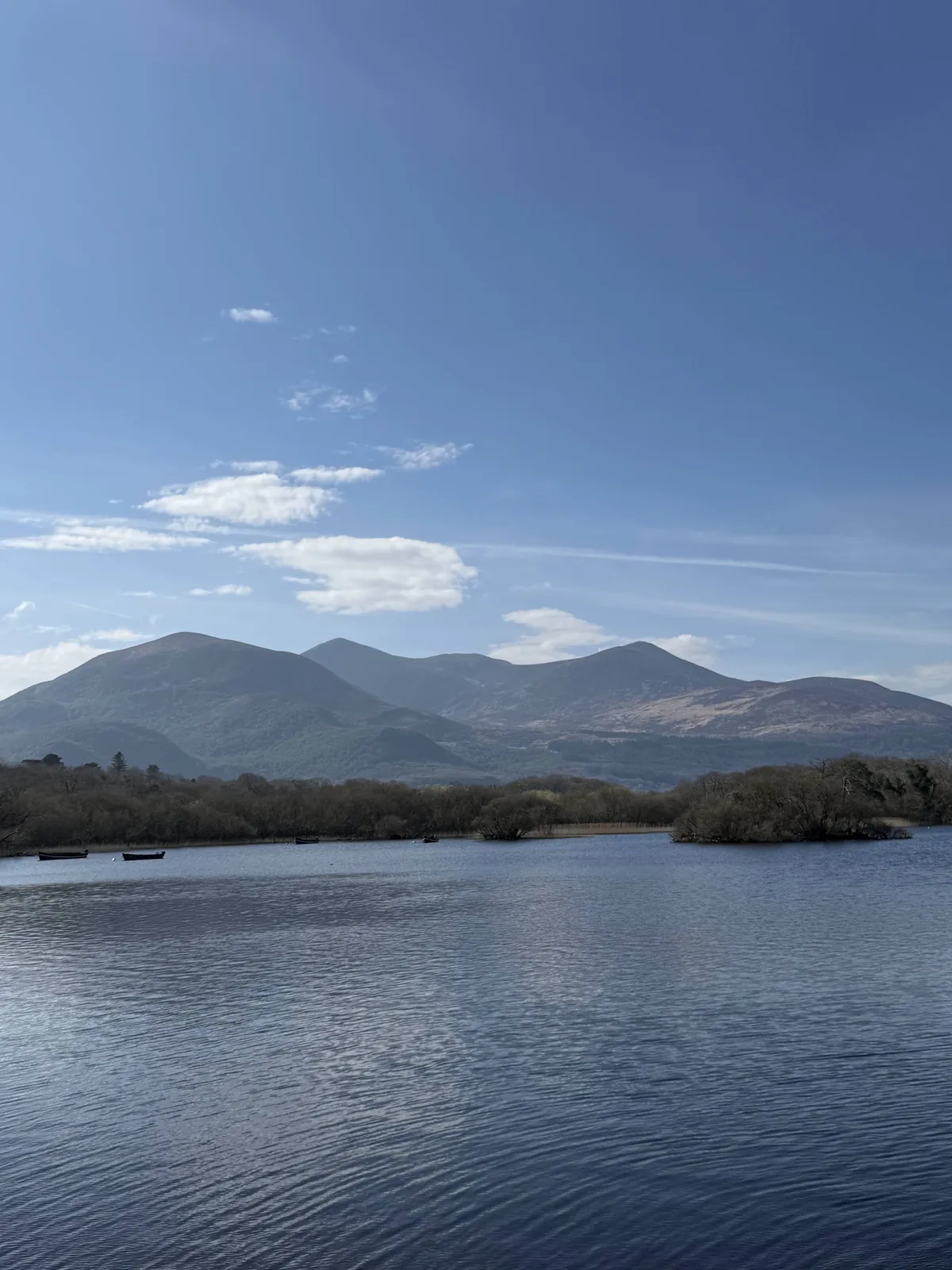 Couple posing on a palm-lined overlook