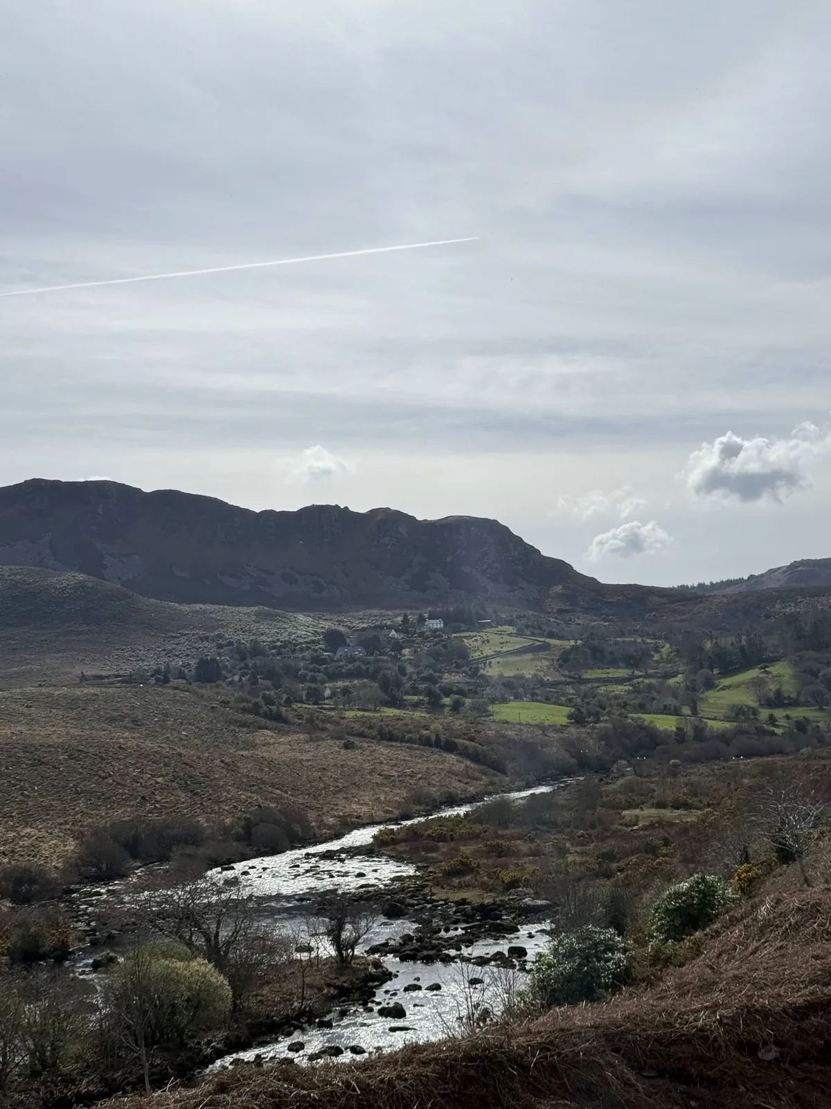 Tropical beach path lined with tall palms