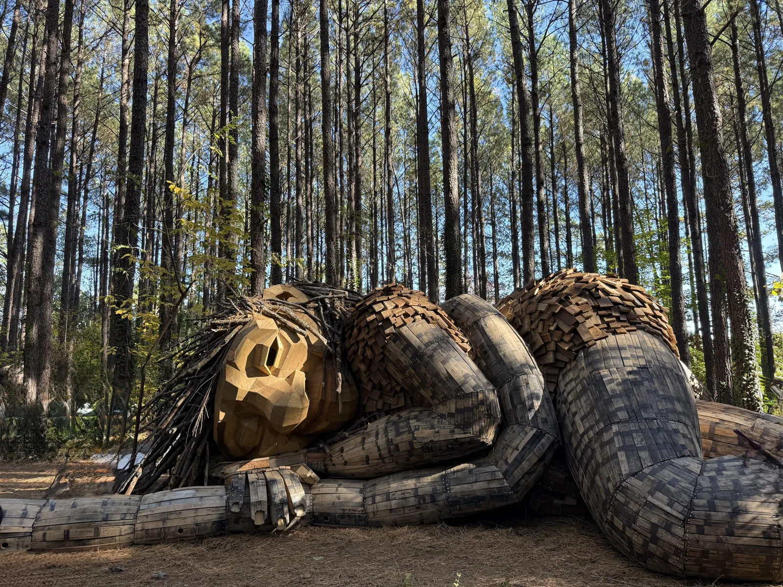 Tree roots and driftwood woven together in the woods