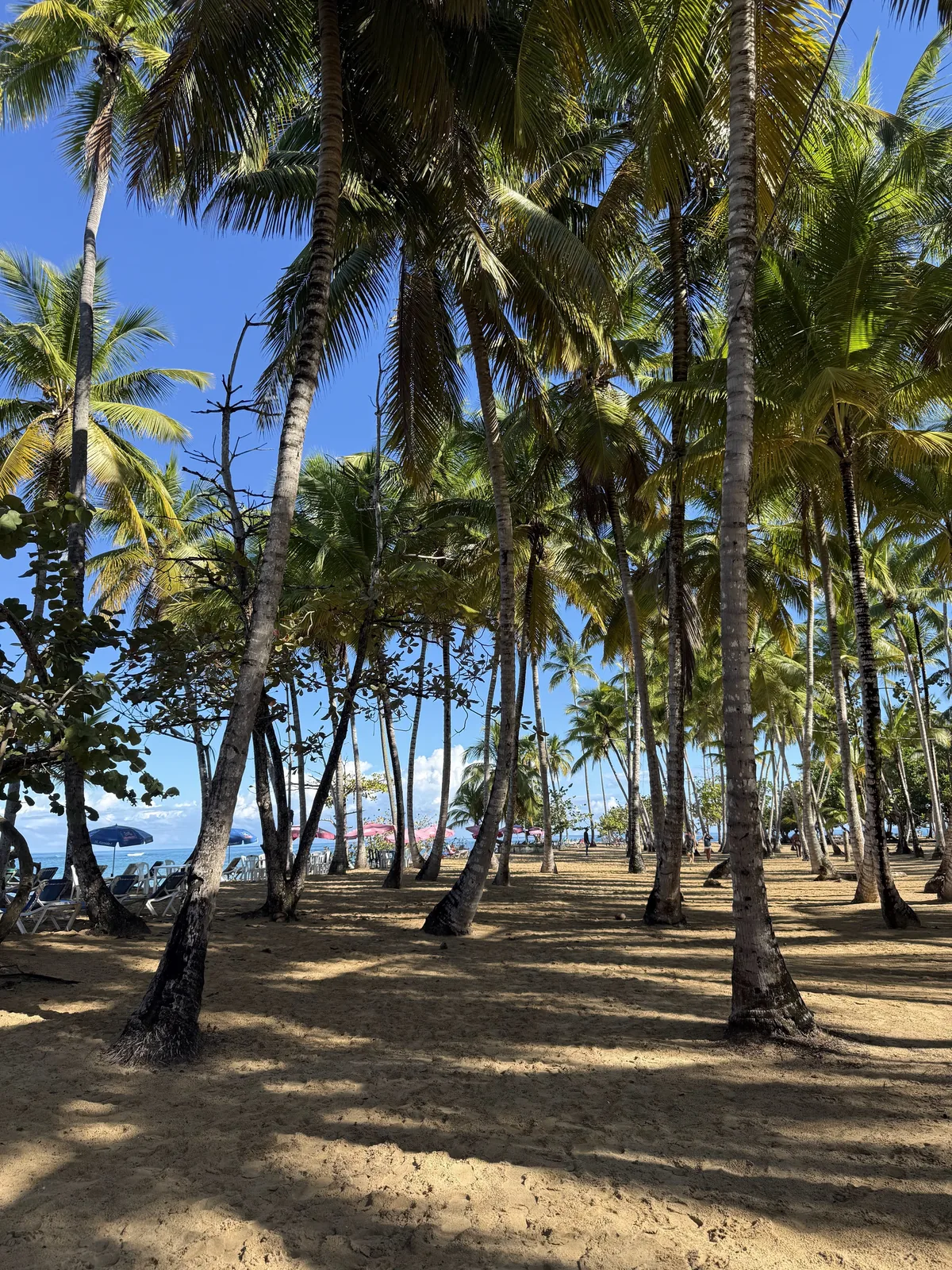 Colorful beachfront letters beneath palm trees