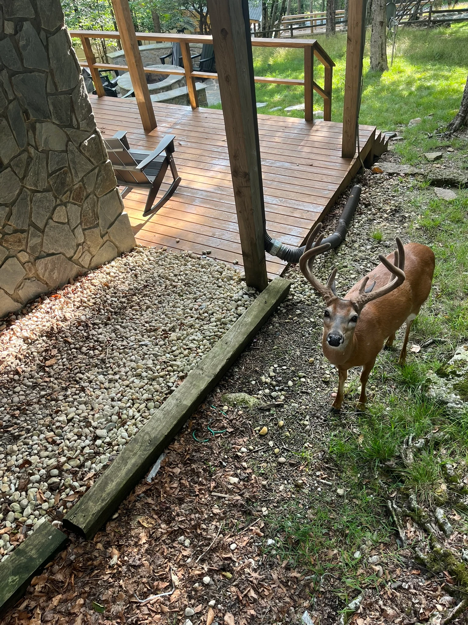 A deer standing among the trees behind the Beech Mountain cabin.