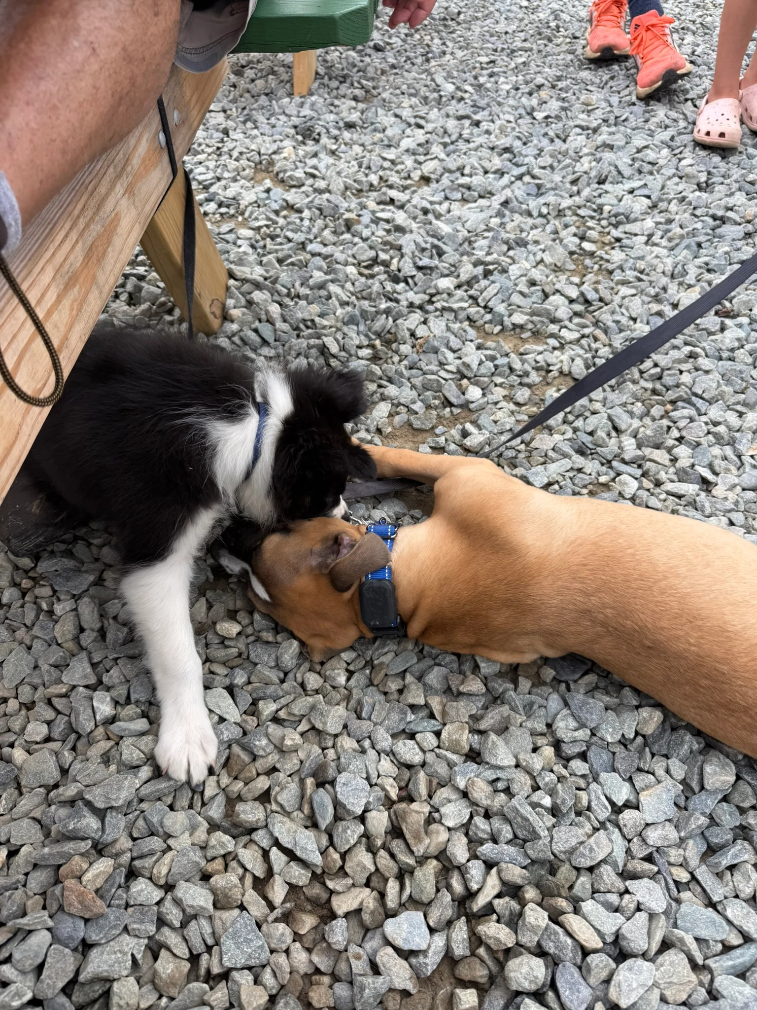 Viktor greeting his new dog friend Cubby at Appalachian Mountain Brewery.