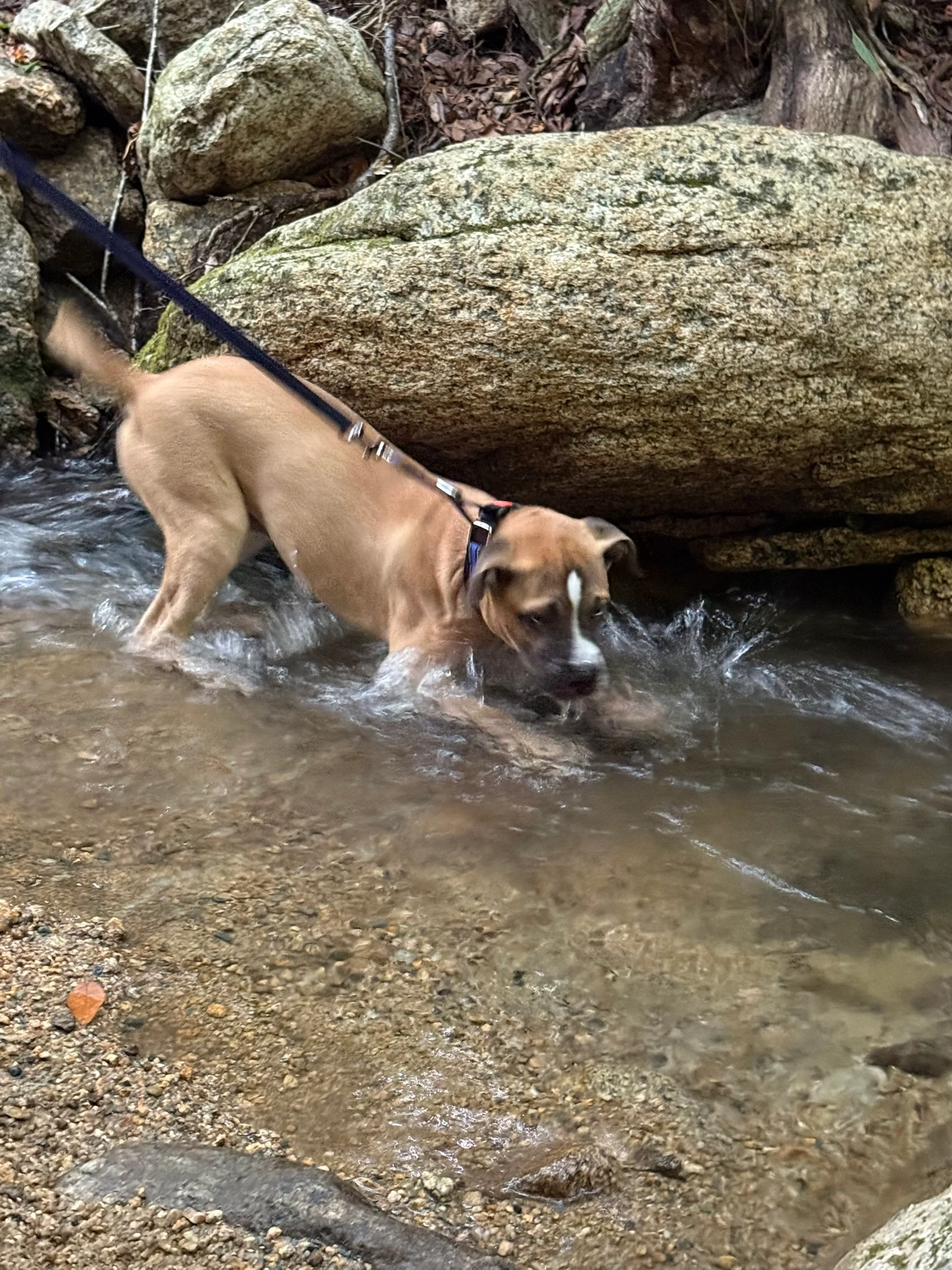 Viktor standing in the shallow stream beside the Buckeye Falls Trail.
