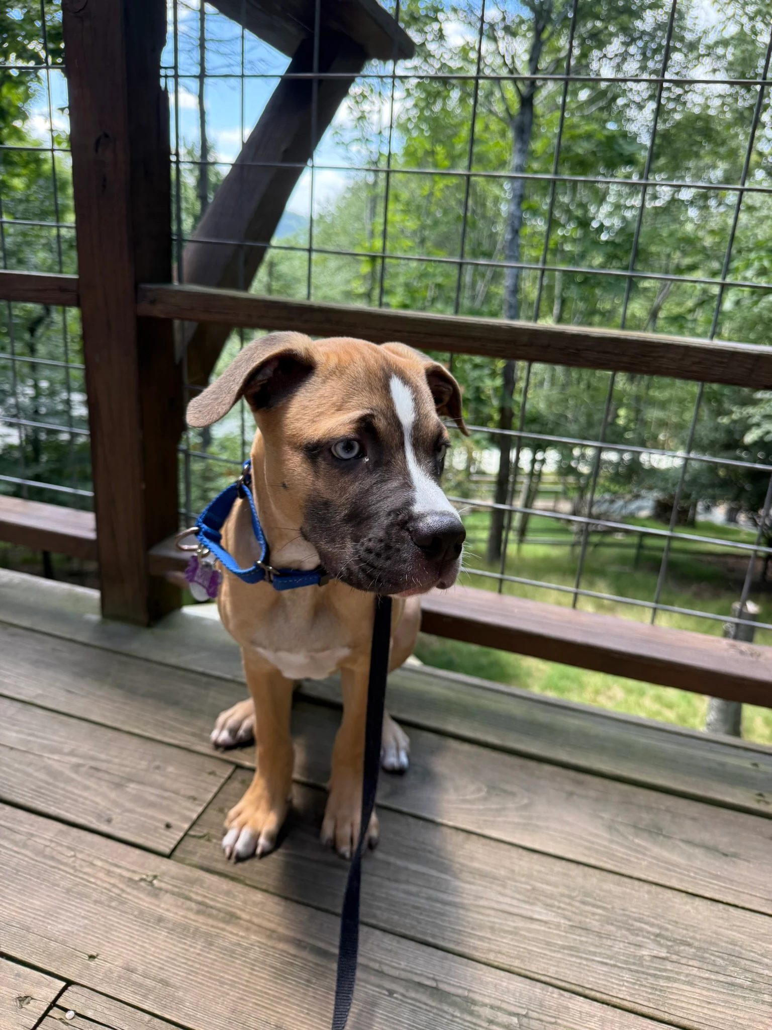Viktor standing on the fenced cabin deck in the mountain sunshine.