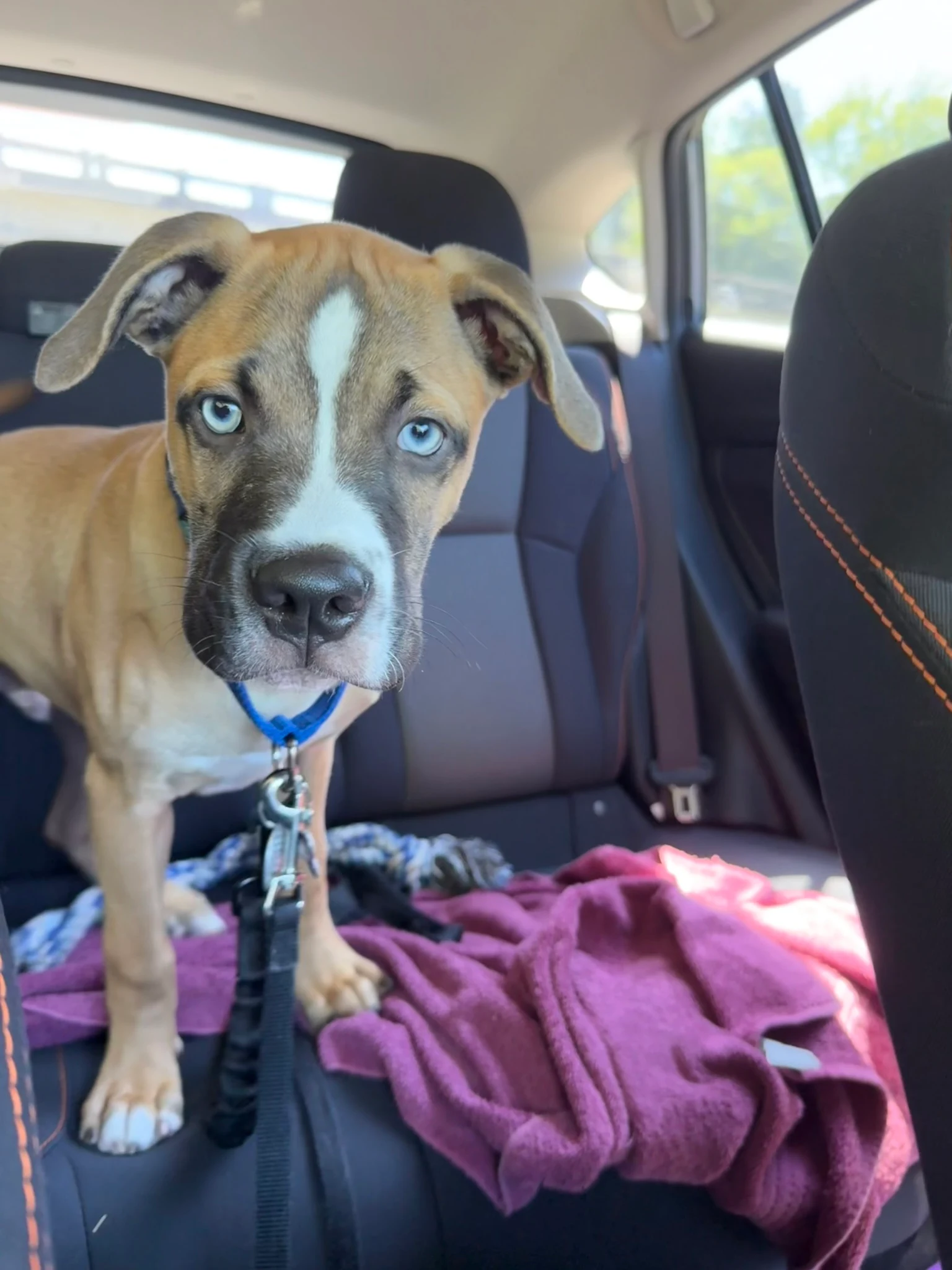 Viktor sitting in the back seat of the car on the drive to Beech Mountain.