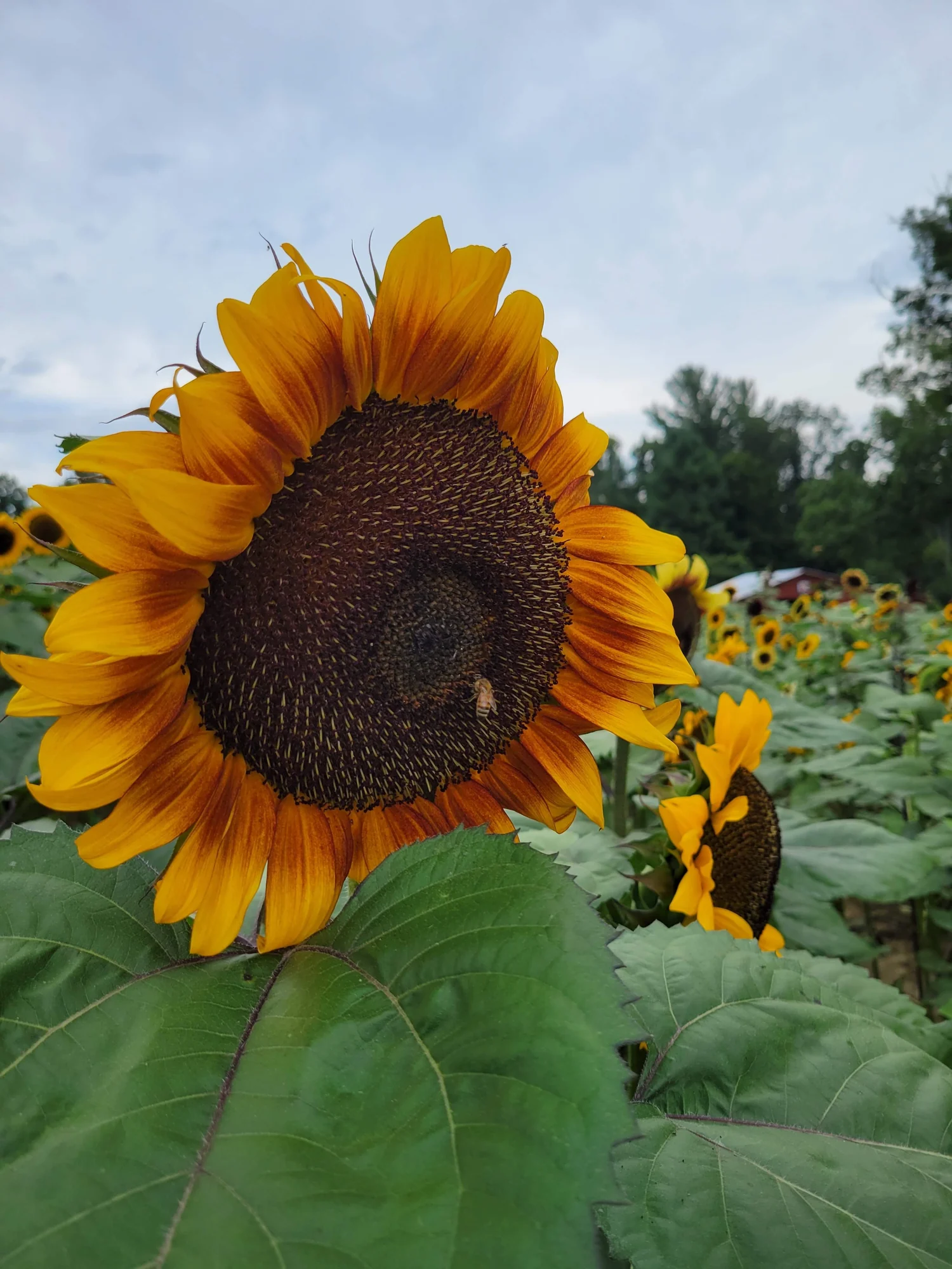 A yellow sunflower with fields and cloudy skies behind it.