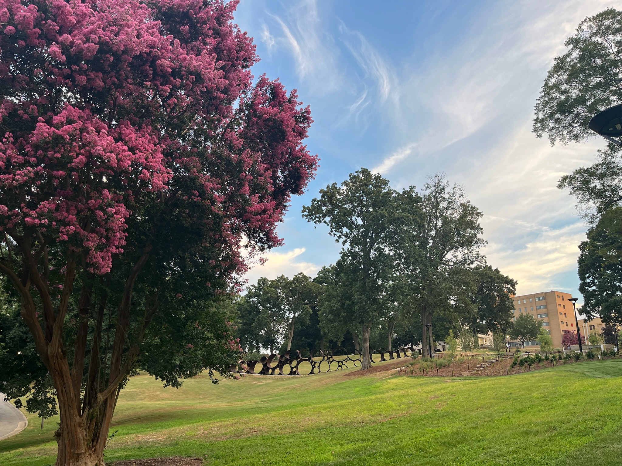 Pink crape myrtles and open lawn at Dorothea Dix Park during golden hour in Raleigh.