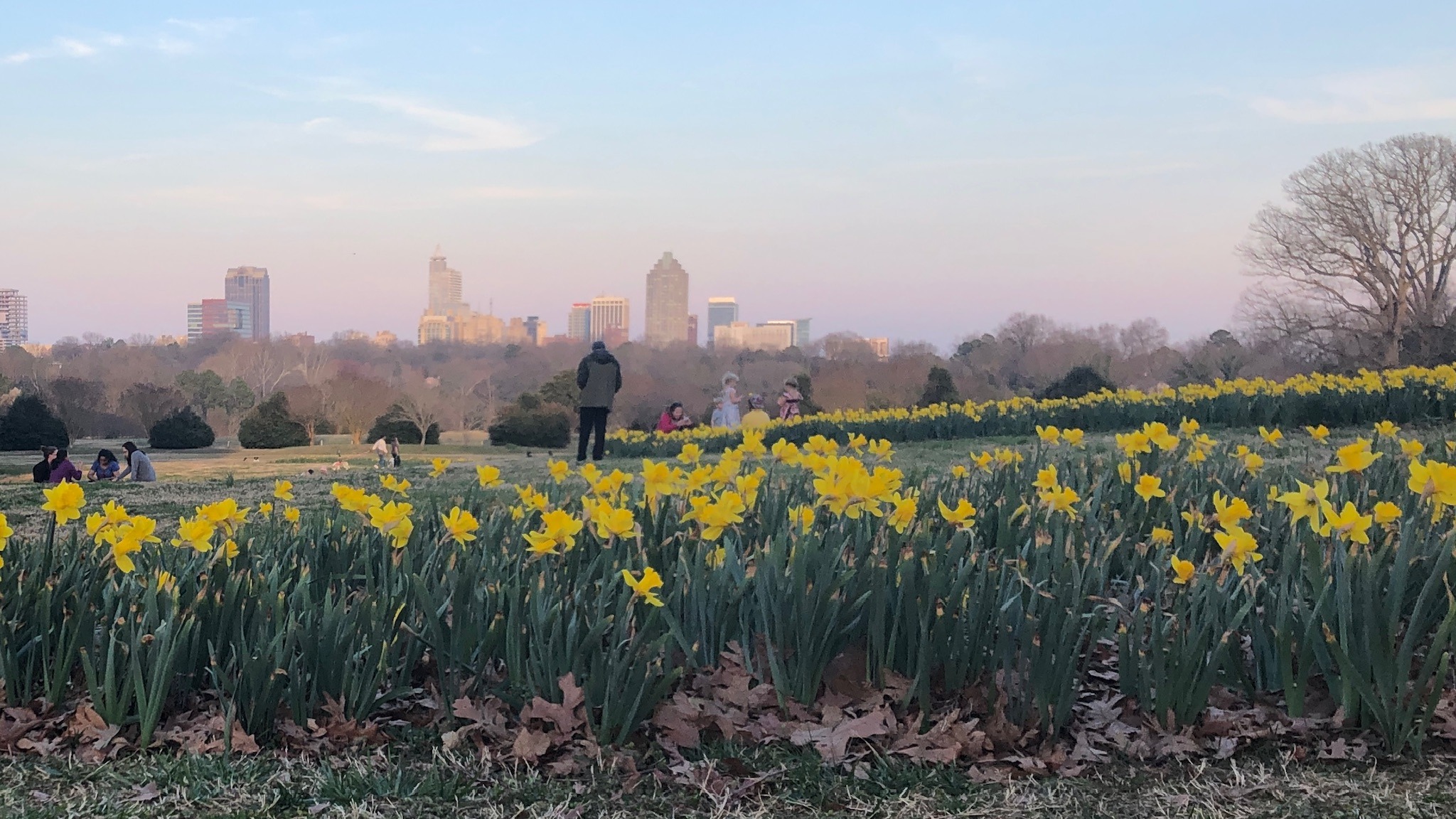 Yellow spring flowers at Dorothea Dix Park with the downtown Raleigh skyline in the distance at dusk.