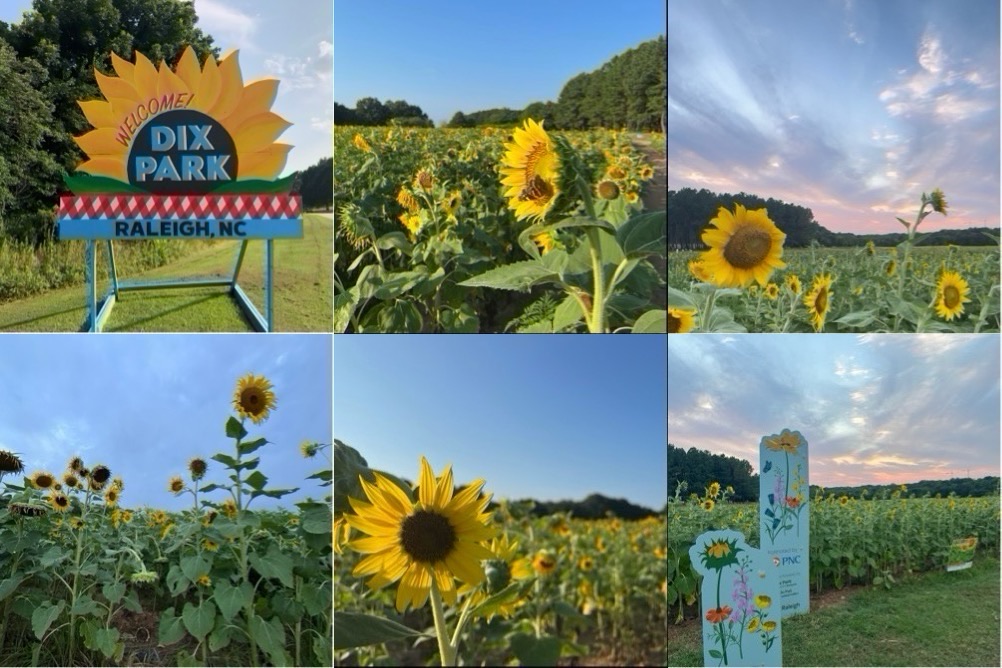 Collage of six Dorothea Dix Park sunflower field scenes in Raleigh, including close sunflower views, the welcome sign, and evening light over the field.
