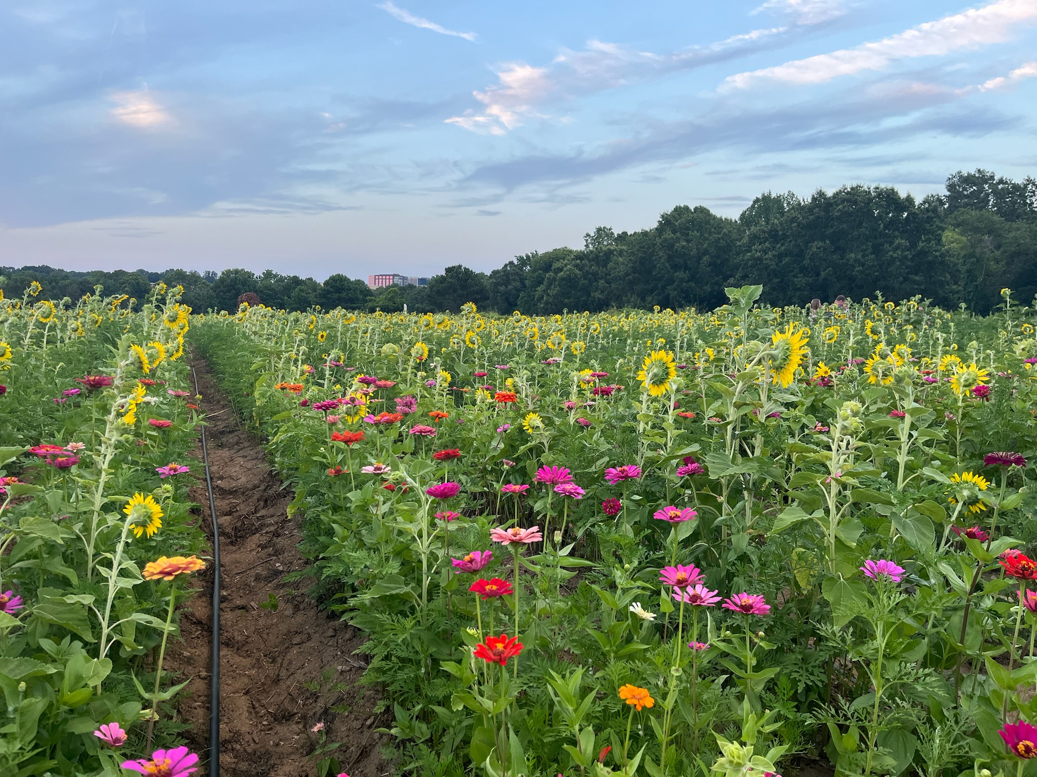 Sunflowers and wildflowers blooming at Dorothea Dix Park in Raleigh beneath a blue evening sky.