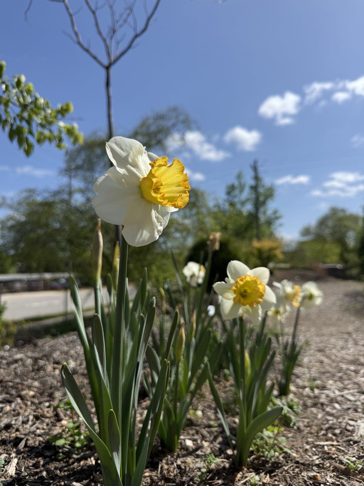 White and yellow daffodils in bloom at the JC Raulston Arboretum in Raleigh against a bright blue spring sky.