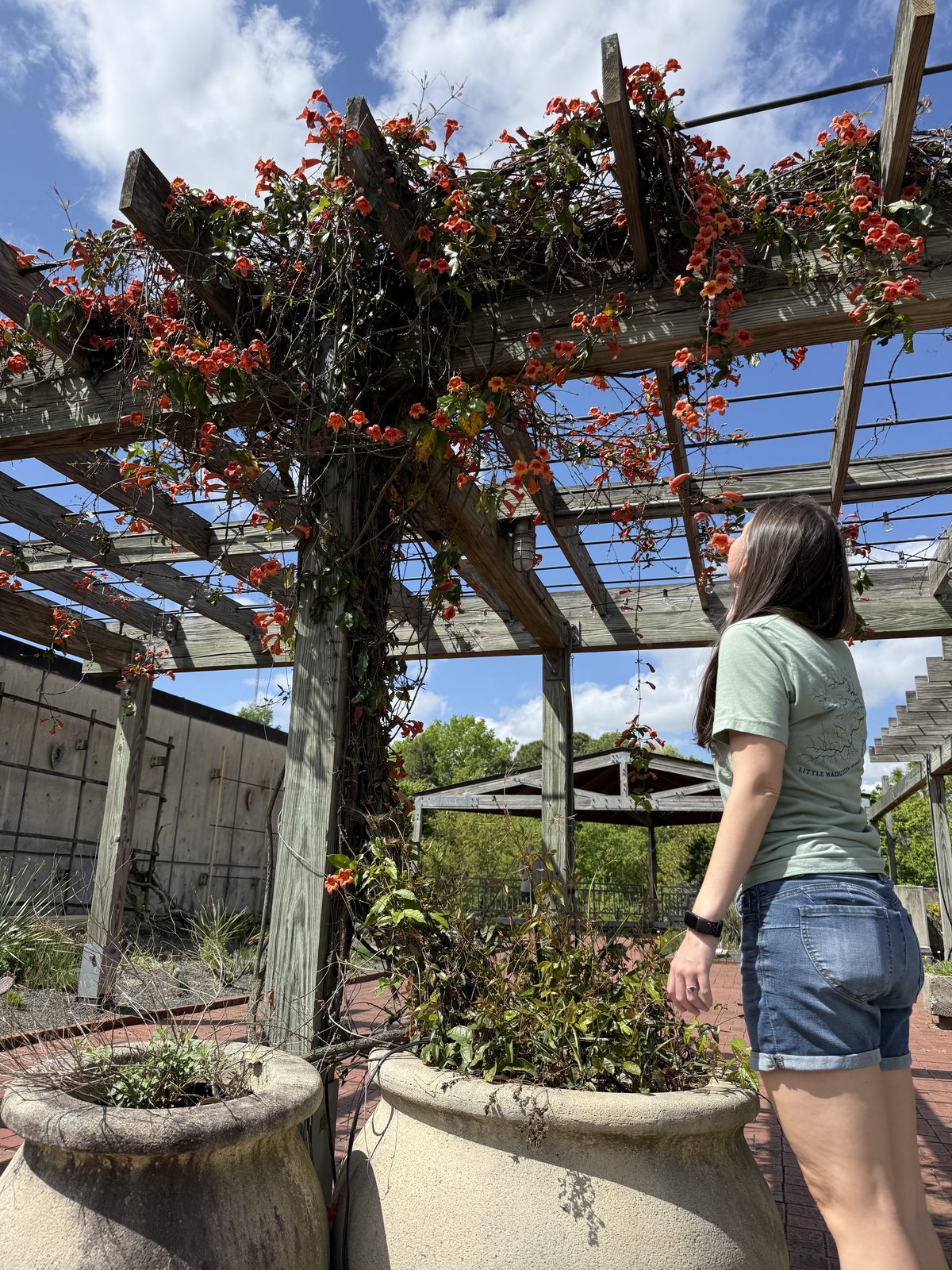 A visitor standing beneath a pergola covered with spring growth at the JC Raulston Arboretum in Raleigh.