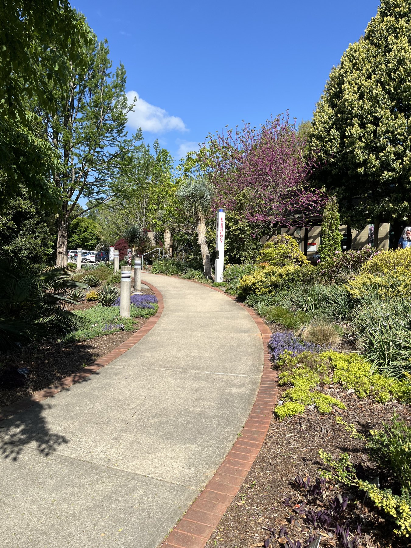 A curved walkway through the JC Raulston Arboretum in Raleigh lined with spring flowers and flowering trees.