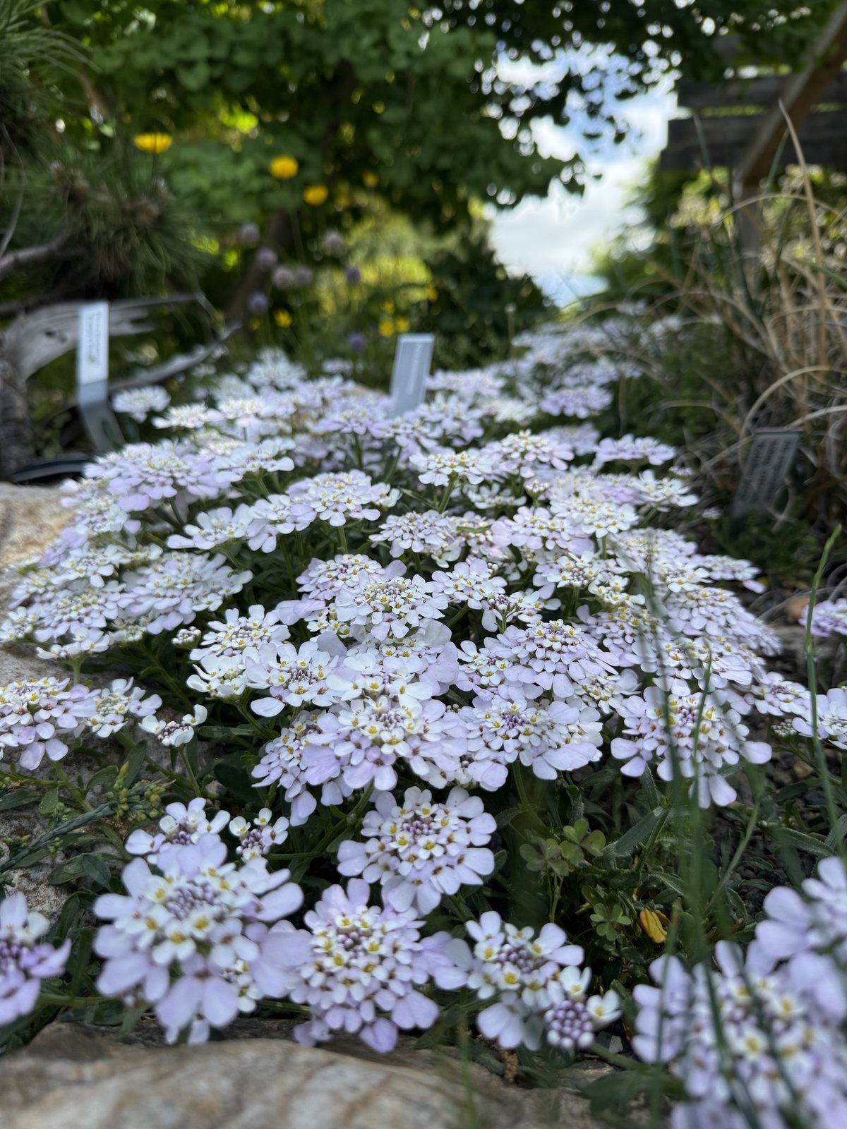 A close view of pale spring flowers clustered in bloom at the JC Raulston Arboretum in Raleigh.