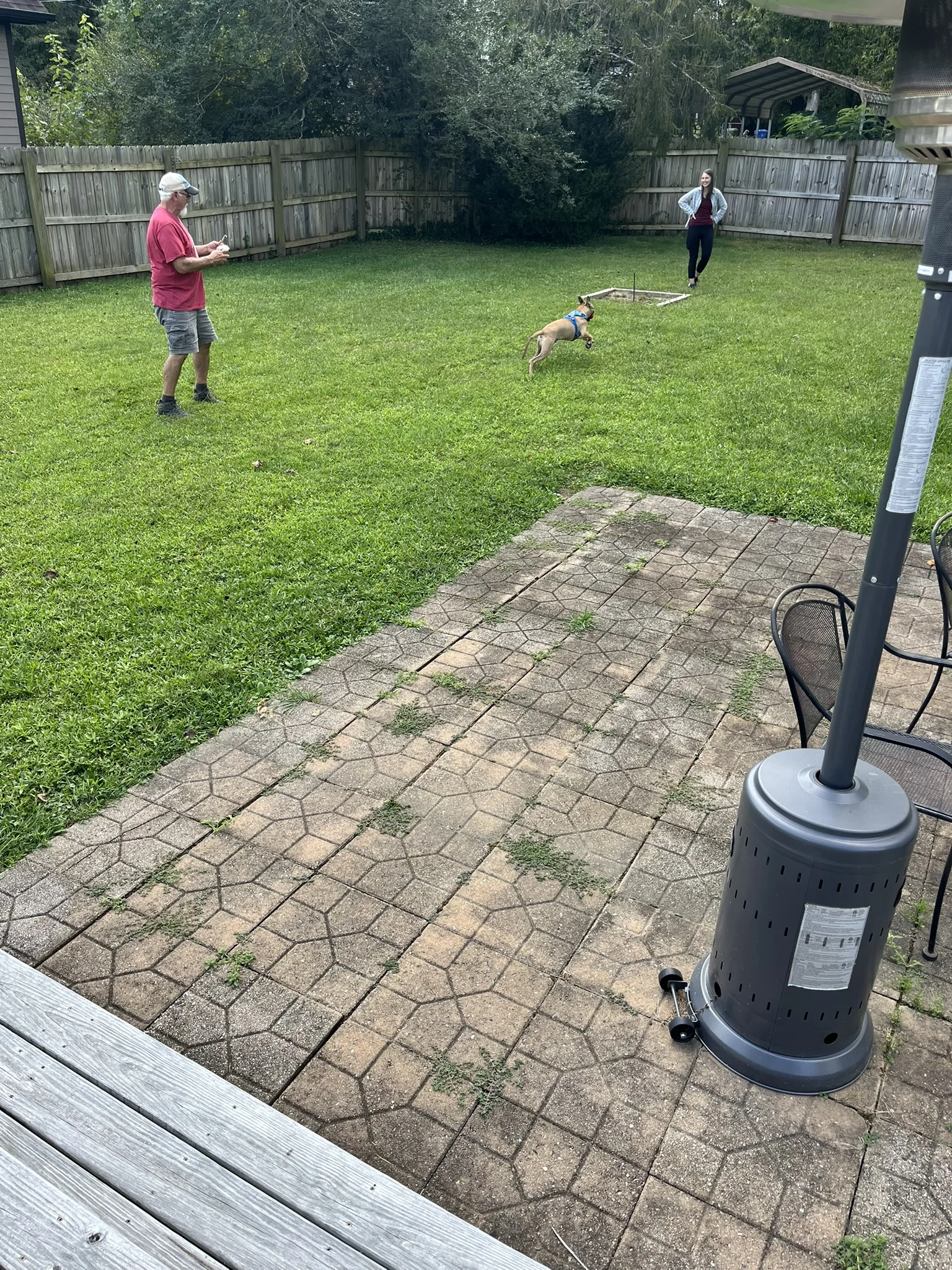 Two people playing with Viktor on the grass in a fenced backyard.