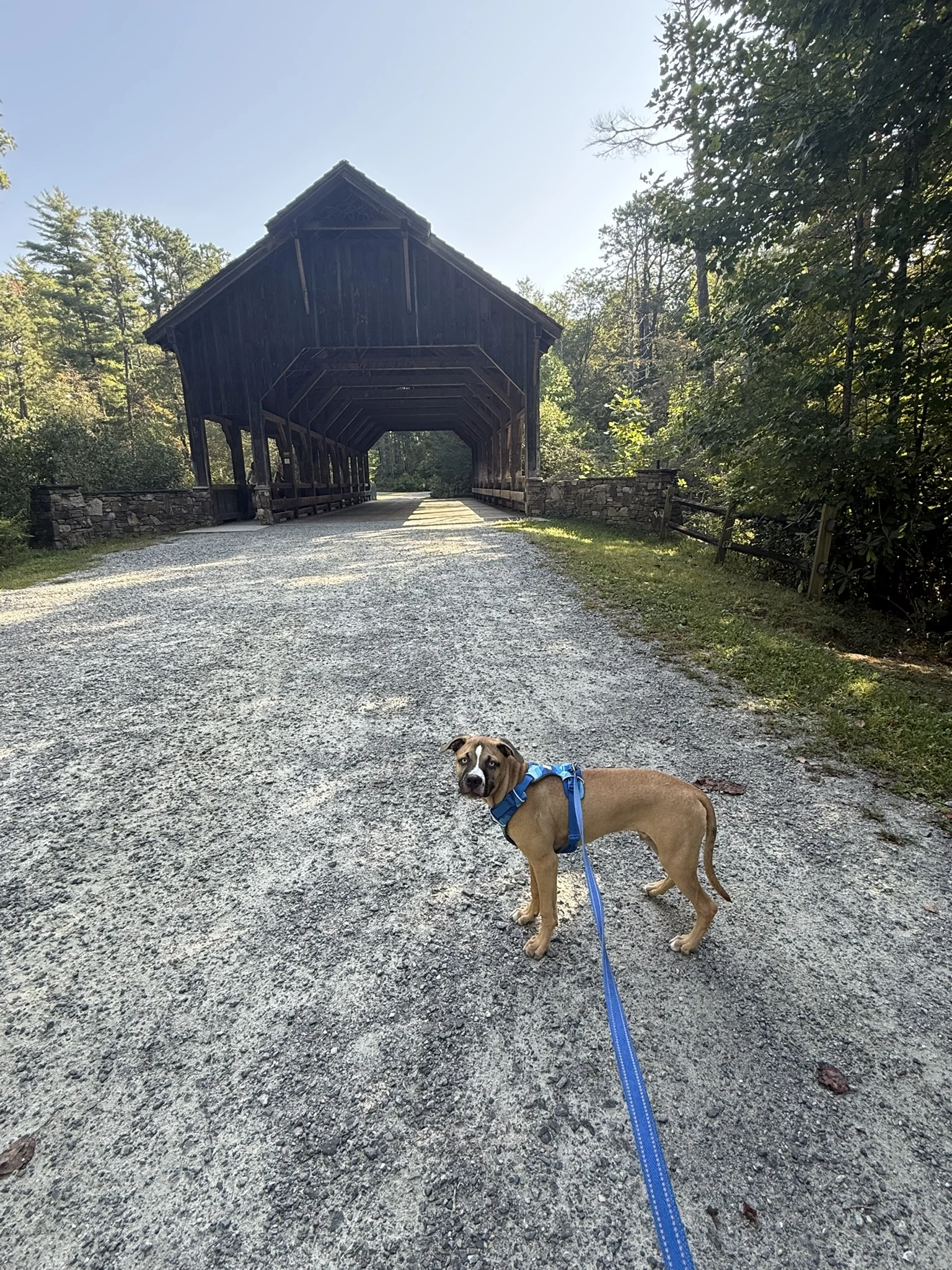 Viktor in a blue harness on the gravel approach to a wooden covered bridge.