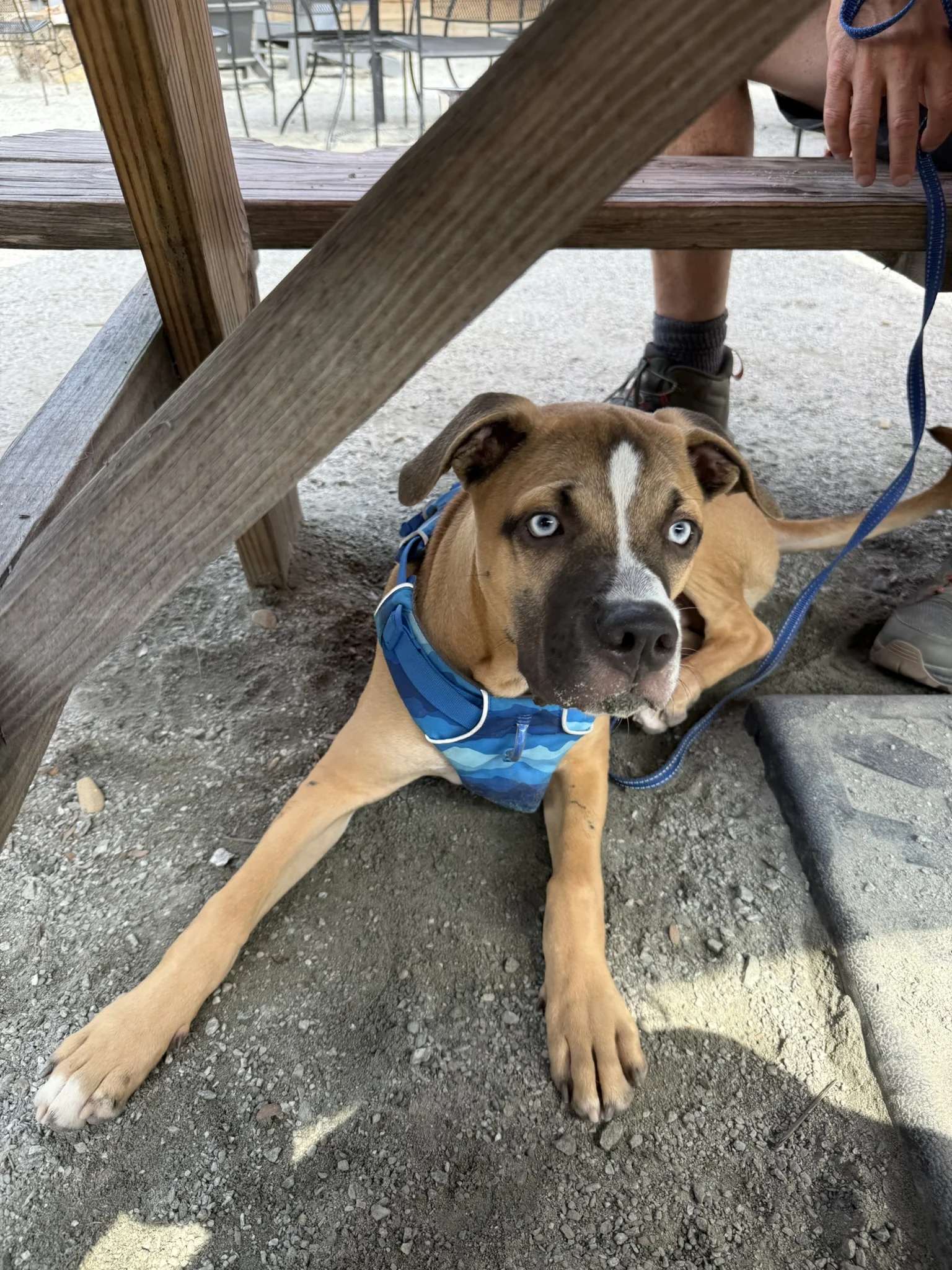 Viktor lying under a wooden picnic table and looking toward the camera.
