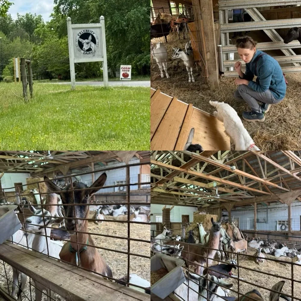 A collage from The Inn at Celebrity Dairy with goats, a farm sign, and visitors meeting animals during the Piedmont Farm Tour in North Carolina.
