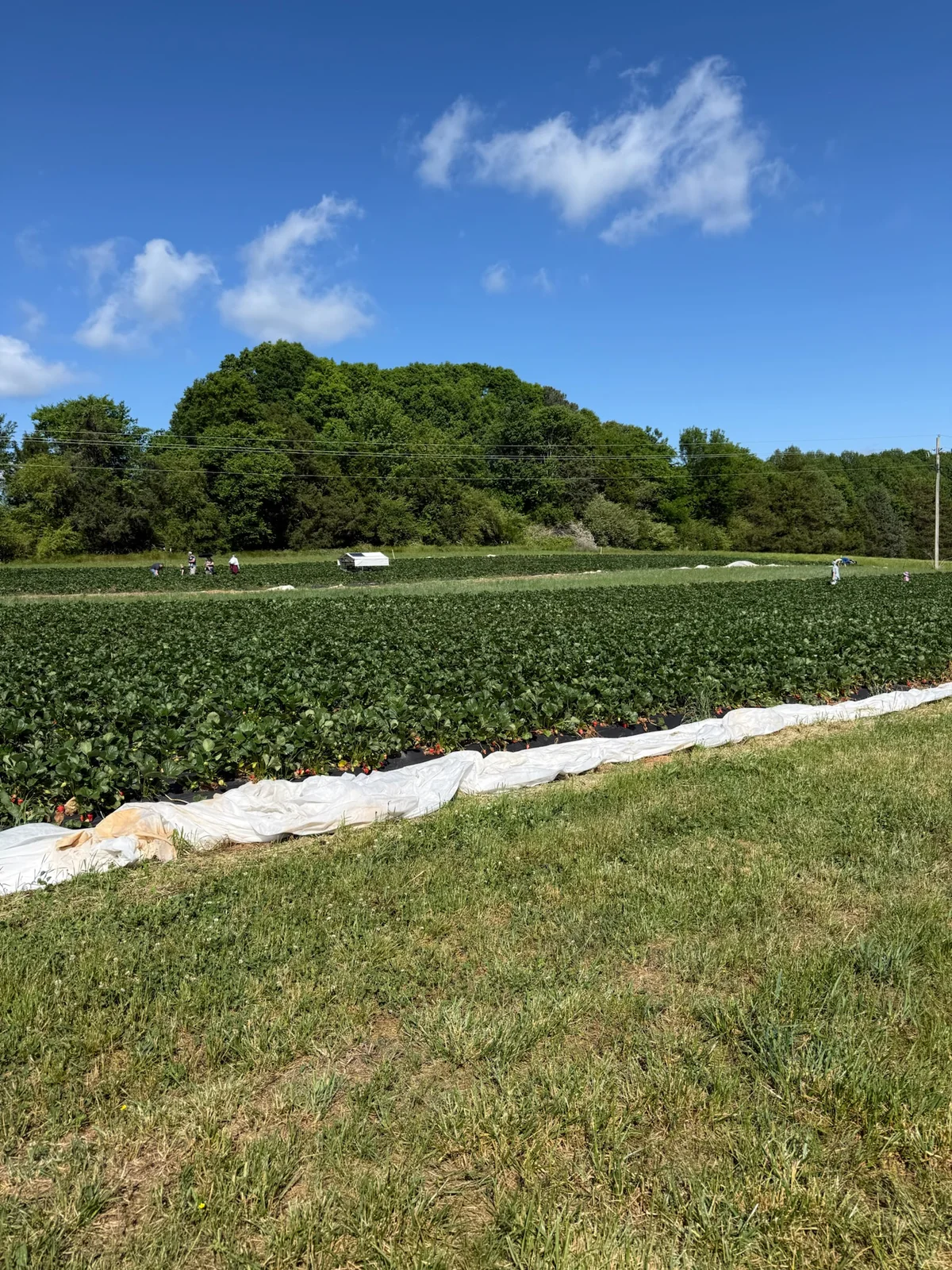 A wide strawberry field at Chatham Oaks Farm during the Piedmont Farm Tour in North Carolina.