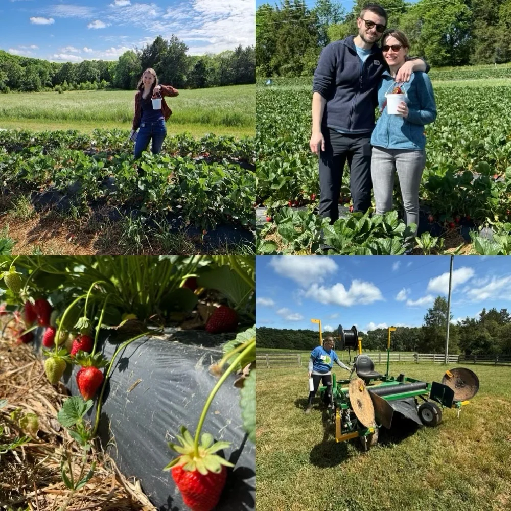 A collage of Chatham Oaks Farm strawberries, visitors, and berry-picking equipment during the Piedmont Farm Tour.