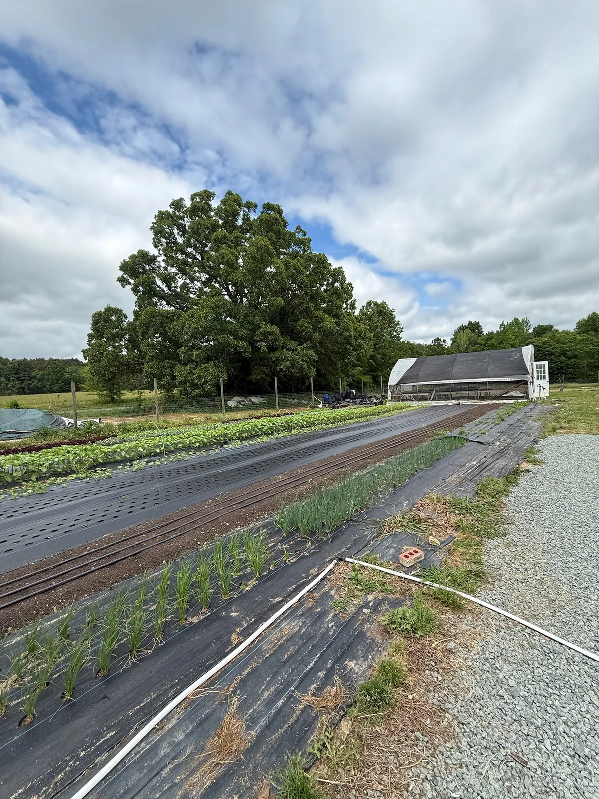 Field rows and a hoop house at Green Heal Farms during the Piedmont Farm Tour in Snow Camp, North Carolina.