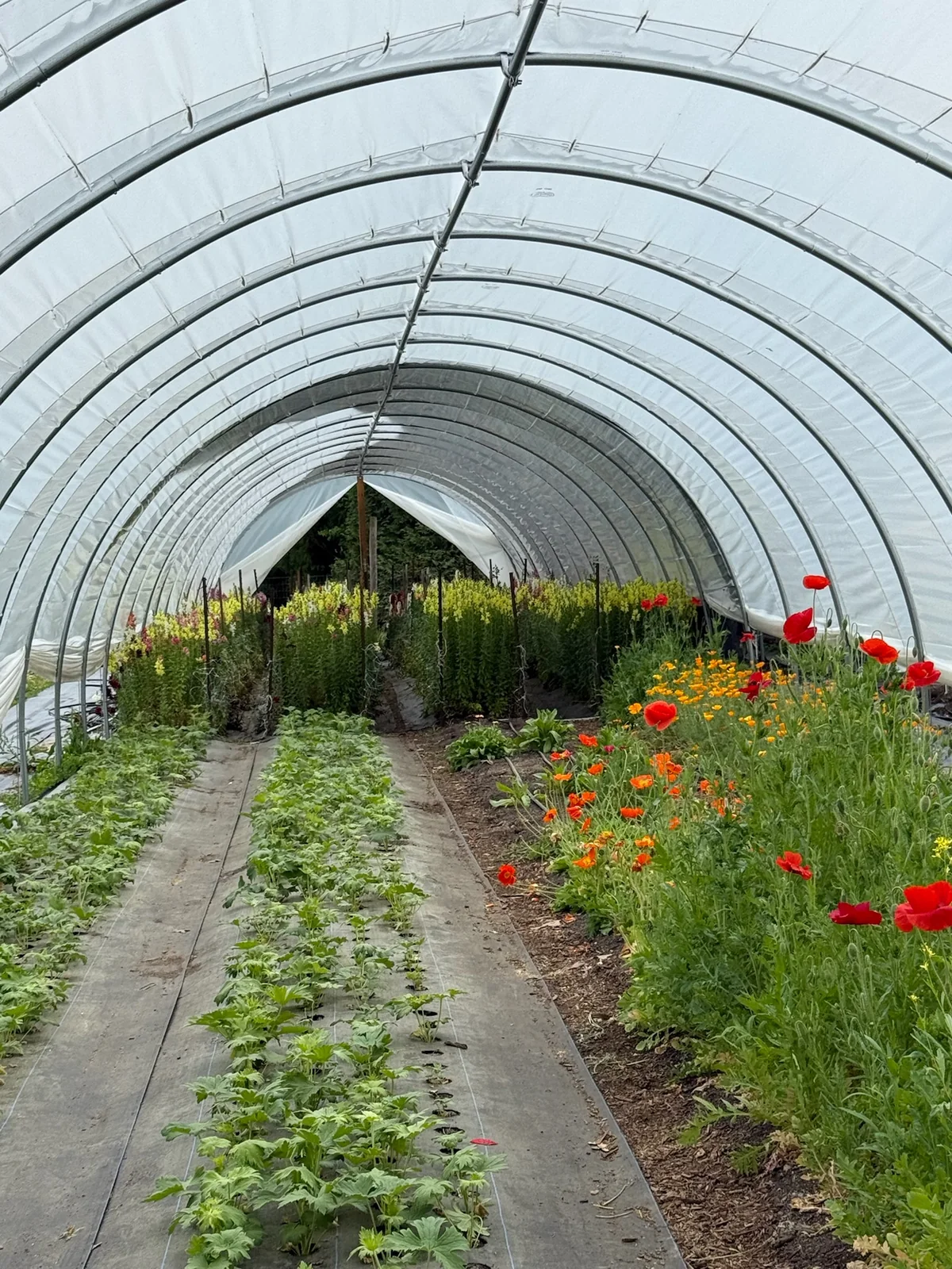 Flowers and young plants growing inside a high tunnel at Green Heal Farms during the Piedmont Farm Tour.
