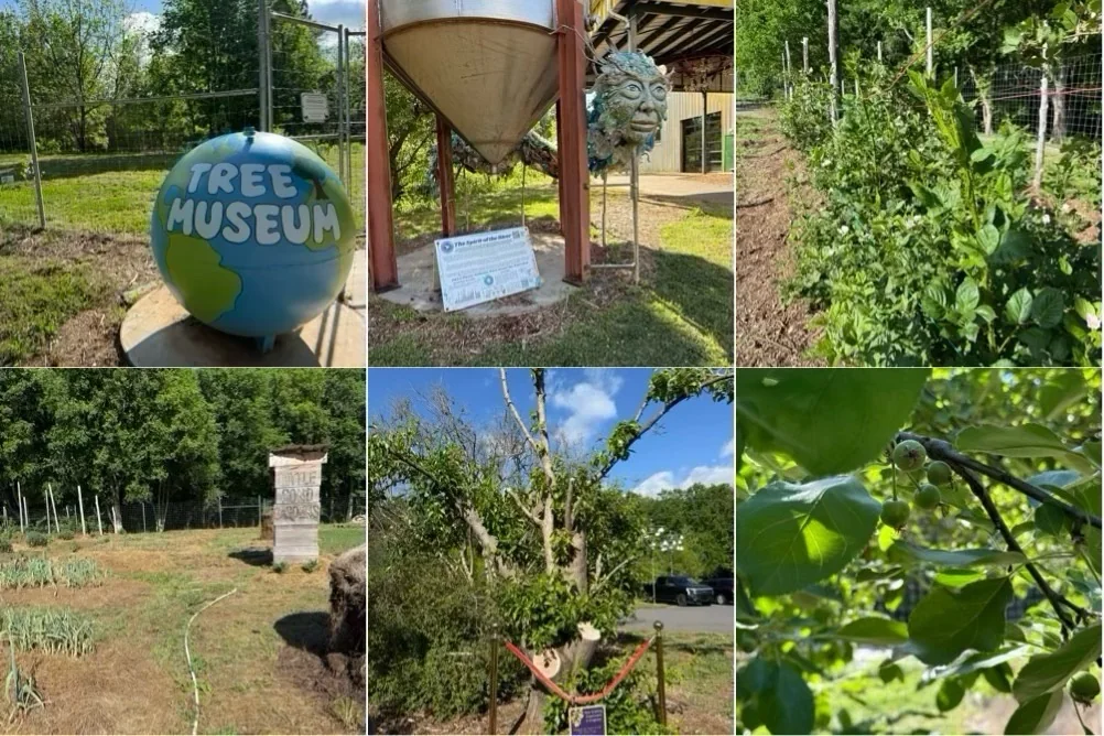 Tree museum, garden rows, fruit trees, and Little Pond Gardens details at The Plant during the Piedmont Farm Tour.