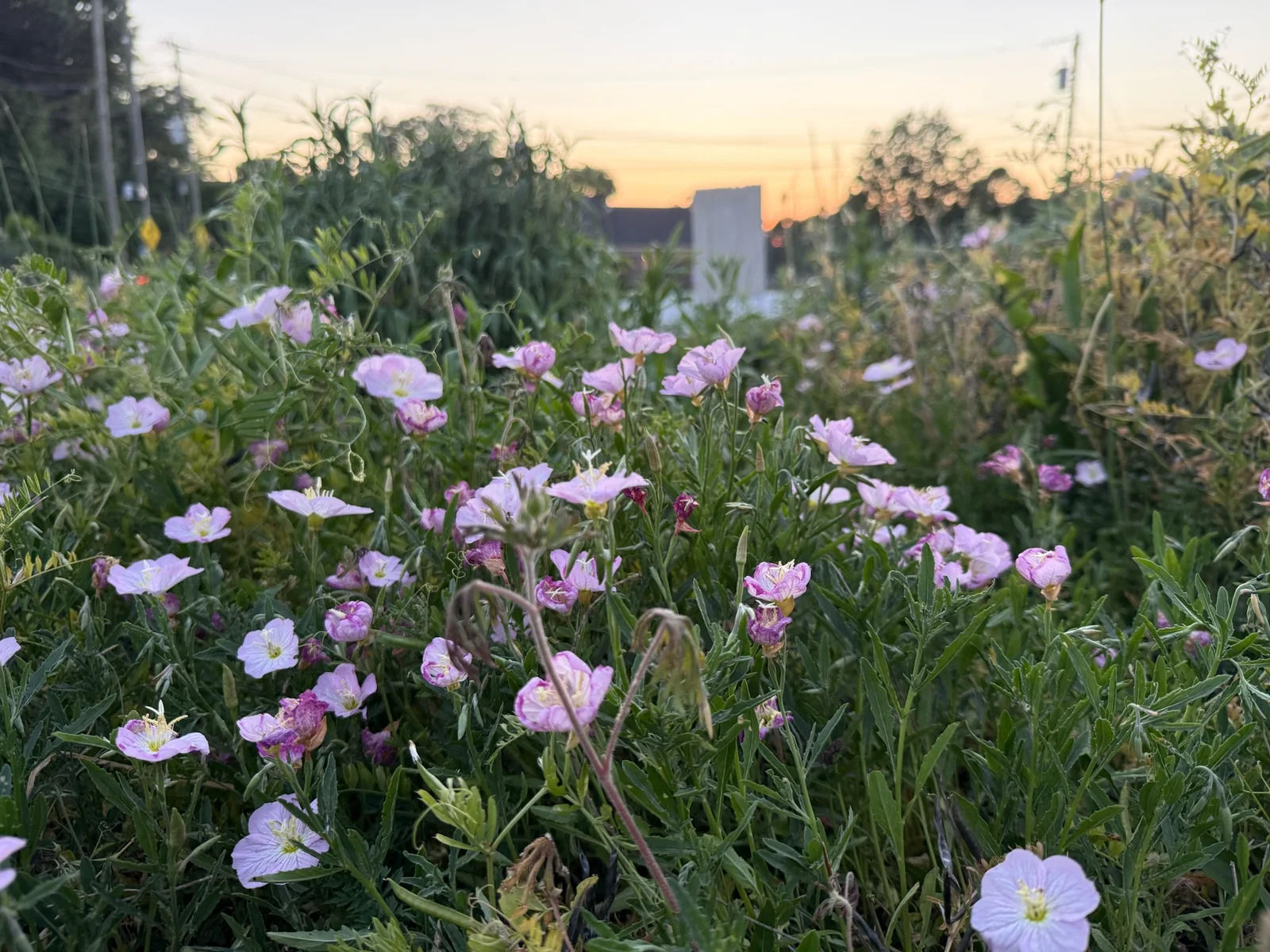 Evening flowers blooming at Raleigh City Farm before the Piedmont Farm Tour weekend.