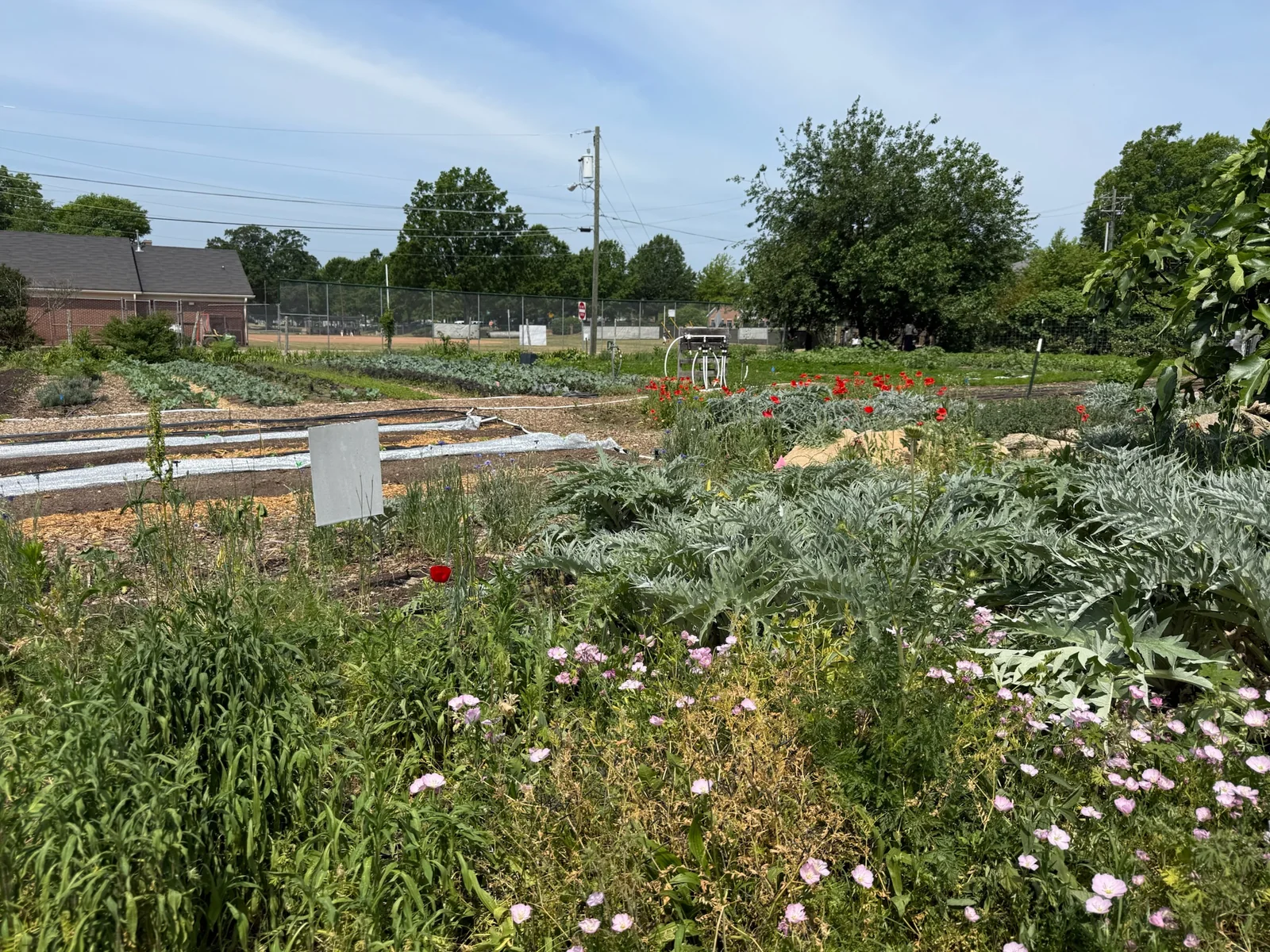 Pollinator plants and garden beds at Raleigh City Farm before a weekend visiting North Carolina farms.