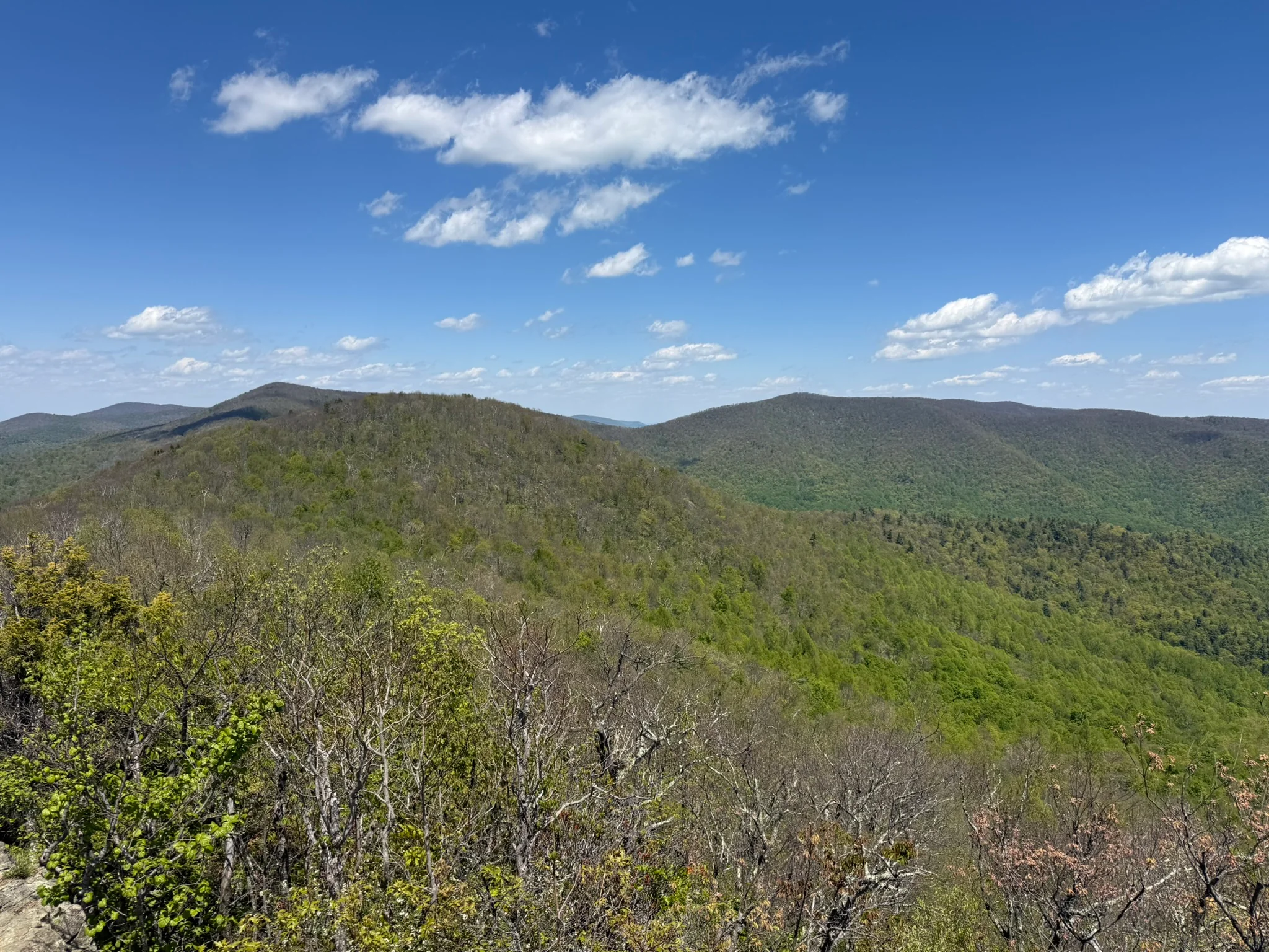 A sunny Bearfence Mountain view across Shenandoah ridges and spring forest.