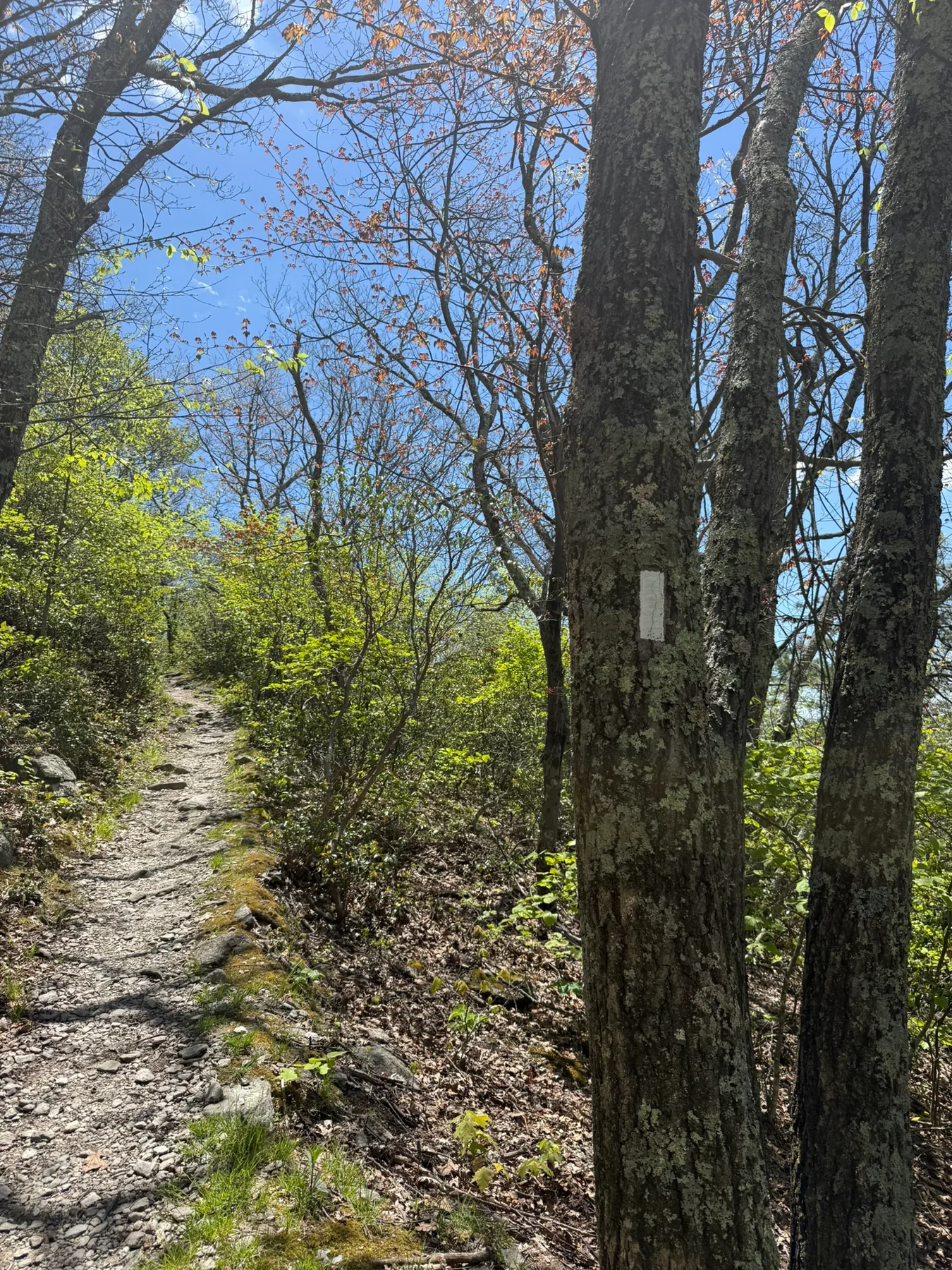 The Bearfence Mountain trail with a white Appalachian Trail blaze on a tree beside the rocky path.