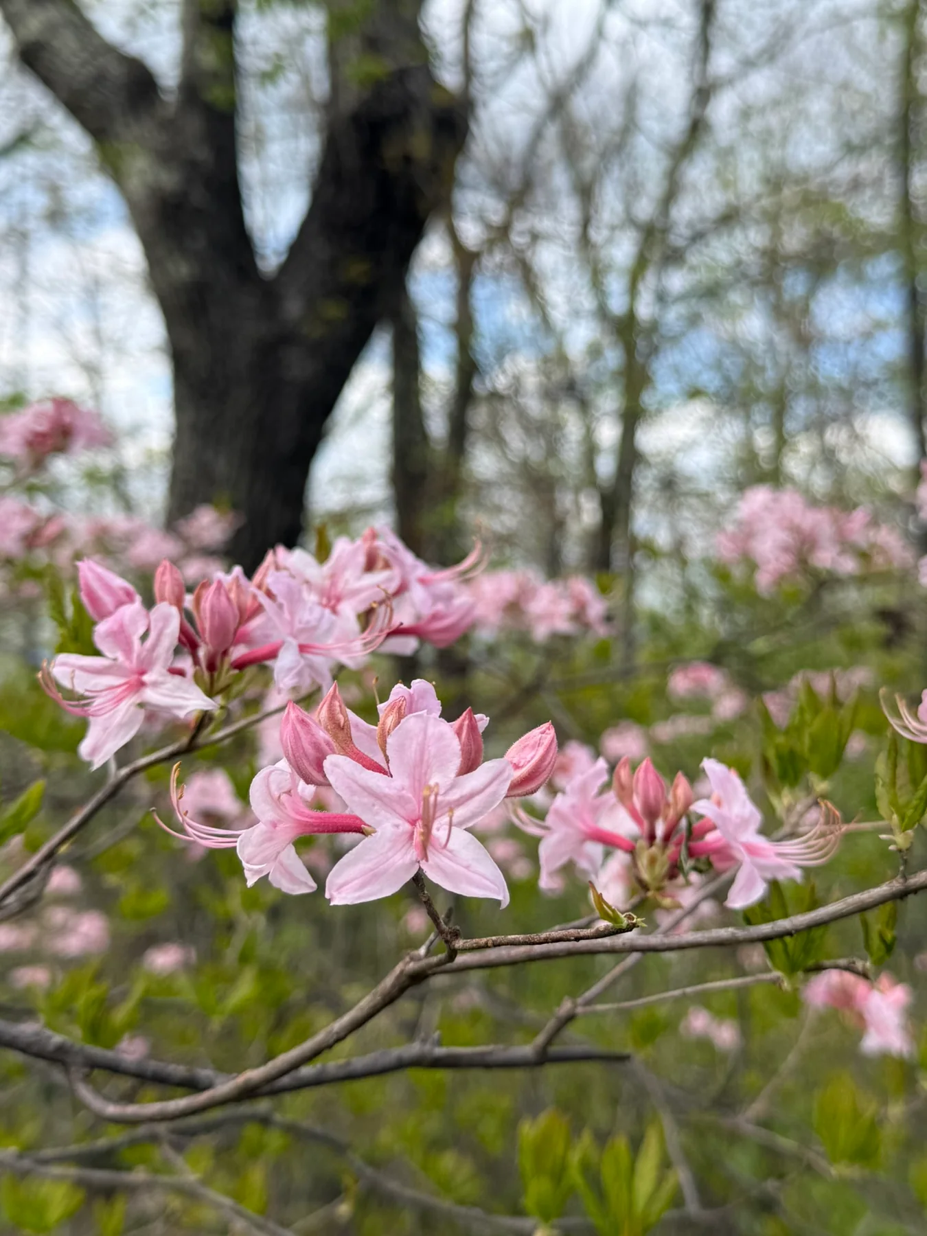 Pink spring flowers blooming beside trees along a Shenandoah National Park trail.