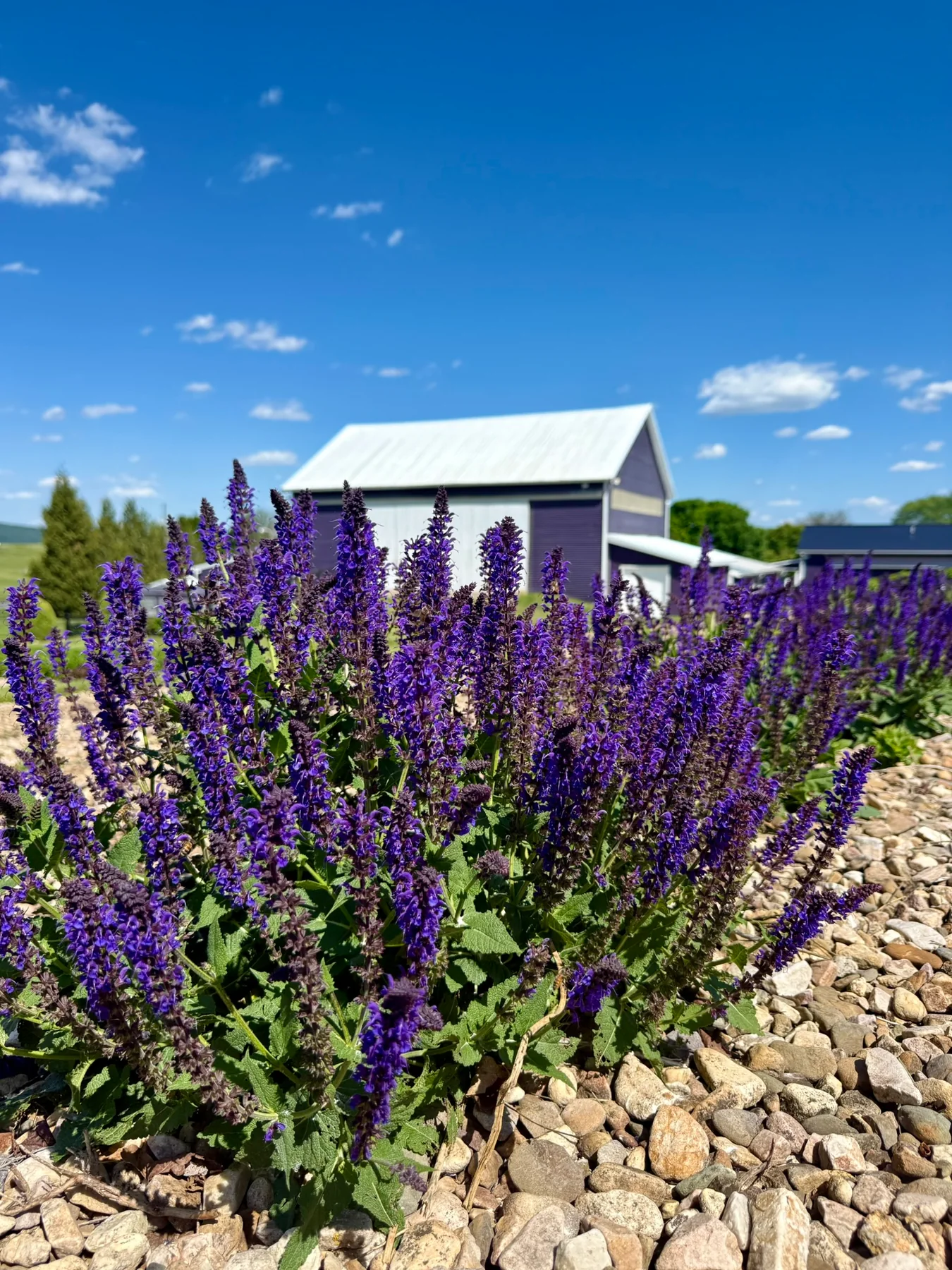 Purple lavender blooms in front of a lavender-colored barn at White Oak Lavender Farm.
