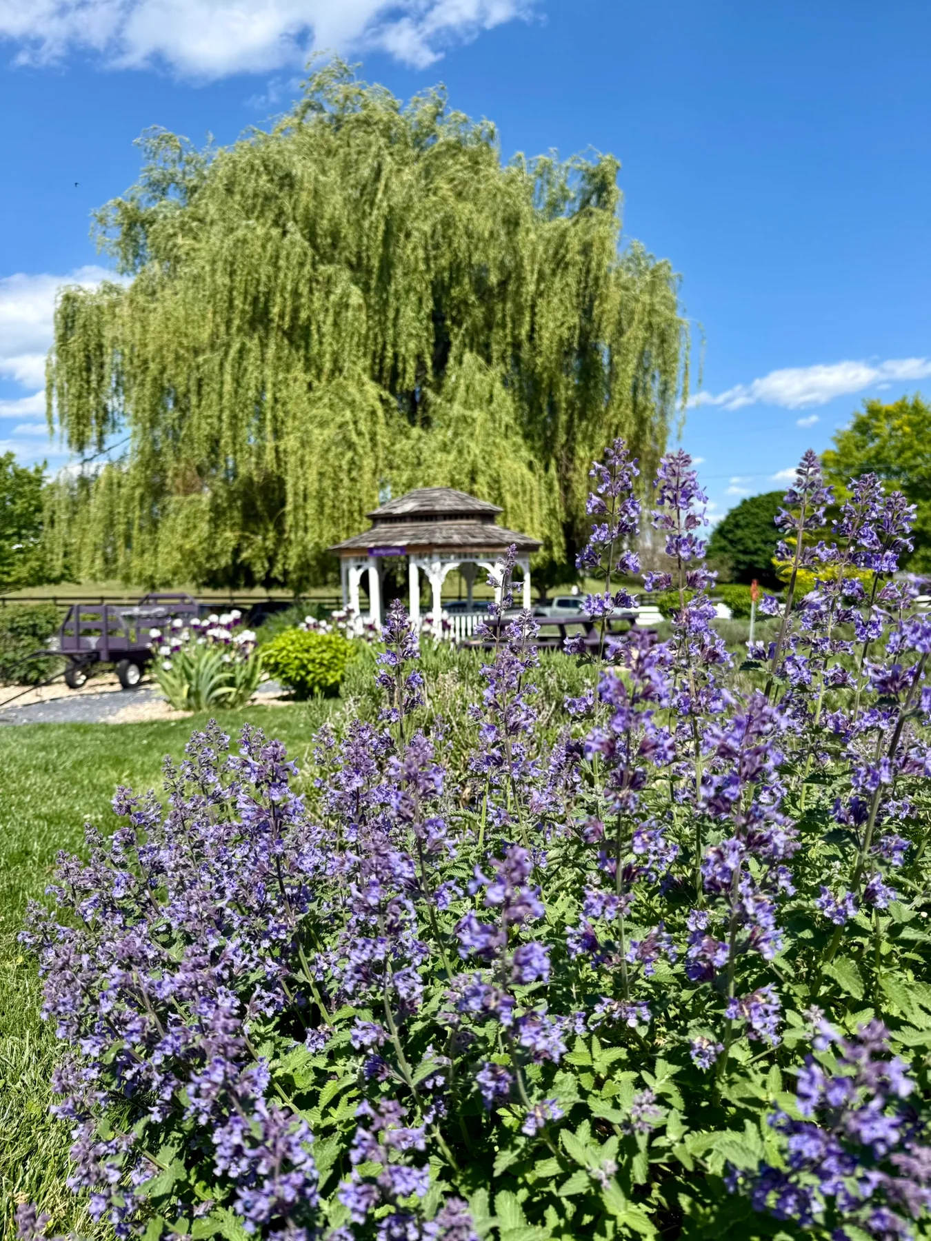 Garden path with lavender blooms, a willow tree, and farm structures at White Oak Lavender Farm.