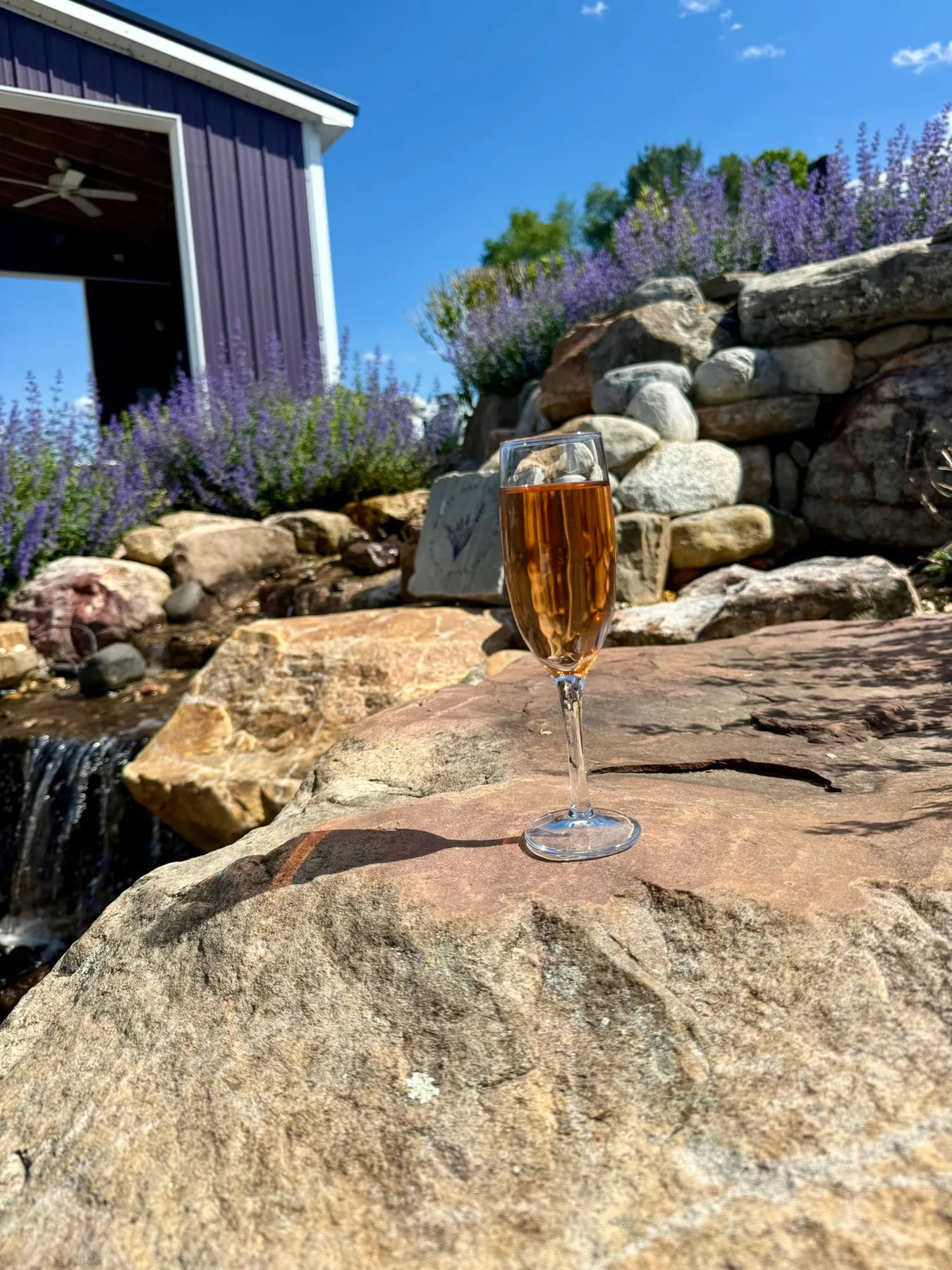 A glass of sparkling wine beside lavender plants and rocks at White Oak Lavender Farm.