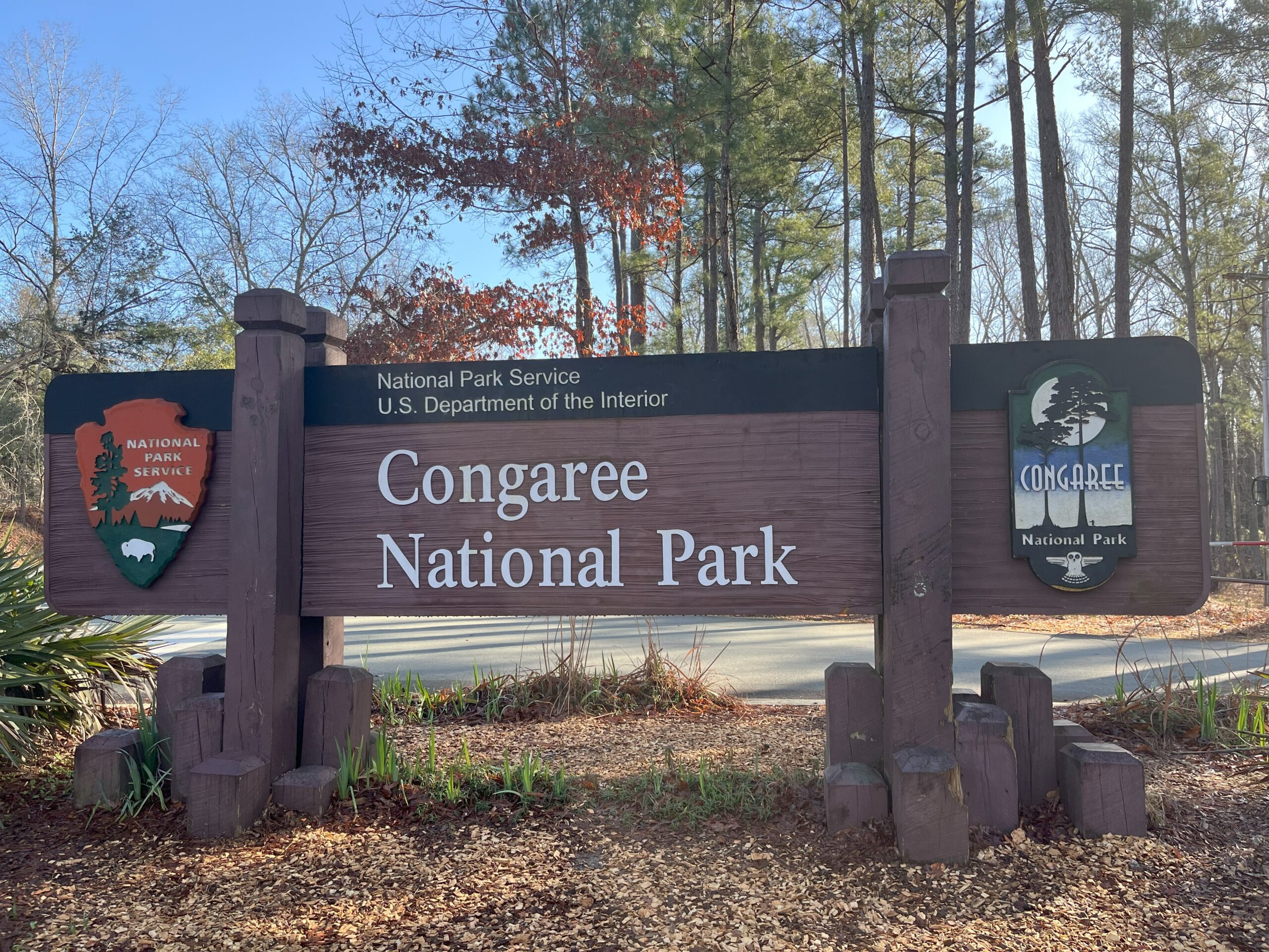 Embracing the Underrated Swamp: Congaree National Park